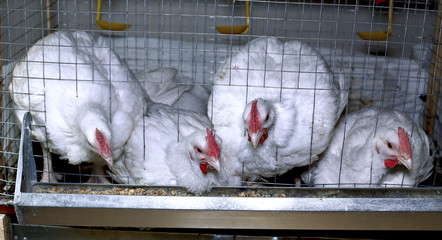 Few chickens eating combined feed in the cage © kingan