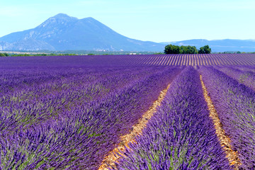 Fototapeta na wymiar Lavender field at plateau Valensole, Provence, France