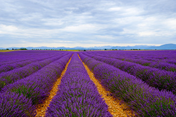Naklejka na ściany i meble Lavender field at plateau Valensole, Provence, France