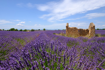 Fototapeta na wymiar Ruins in the lavender field at plateau Valensole, Provence, France