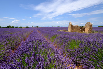 Fototapeta na wymiar Ruins in the lavender field at plateau Valensole, Provence, France