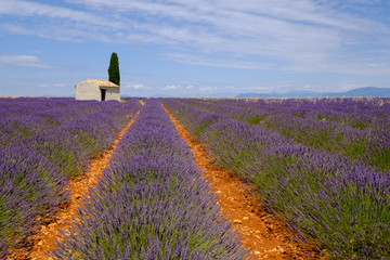 Obraz na płótnie Canvas Lavender field at plateau Valensole, Provence, France