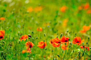 Poppy meadow at summer time