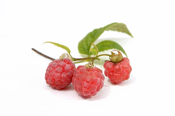 Sweet ripe raspberry isolated on white background