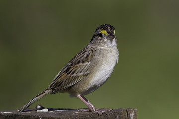 aves