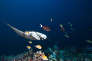Manta Ray, fishes and coral reef.  © frantisek hojdysz