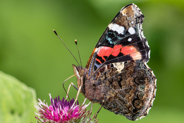 schmetterling 