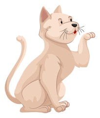 Little cat with white fur