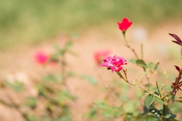 Obraz premium Knockout Roses