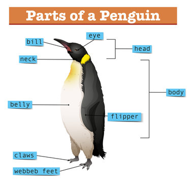 Diagram showing parts of penguin