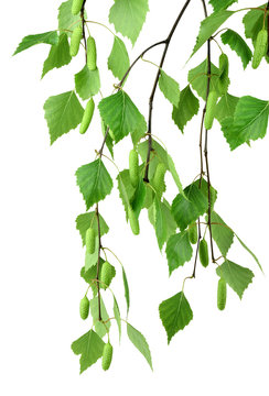  branch of birch with buds and leaves , isolated without shadow.