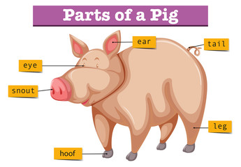 Diagram showing parts of pig