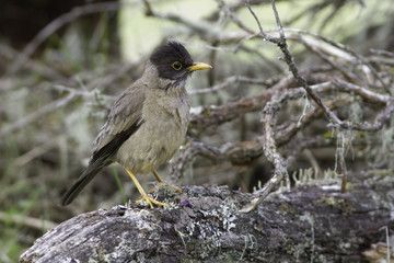 aves pájaros 