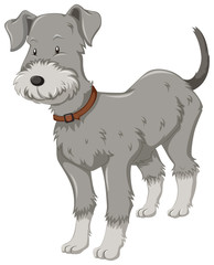 Little dog with gray fur