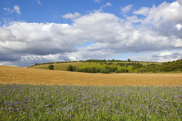 phacelia and barley crops