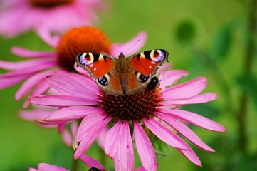 Echinacea purpurea - pink coneflower flower and european Peacock butterfly (Inachis io ) - soft focus