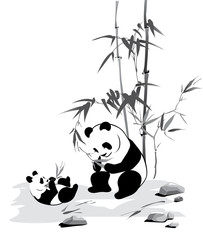 Panda and baby eat a bamboo