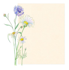 blank paper card with chamomile (daisy) and cornflower flowers, watercolor painting, on white background, vintage style