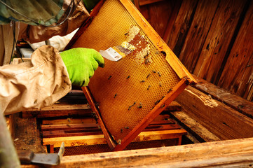 Close up of Old Man Human Hand Extracting Honey from Yellow Honeycomb Outdoor