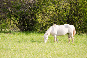 Obraz na płótnie Canvas White horse grazing on the pasture