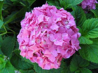 Przepiękny kwiat ogrodowy © fotograf111