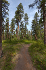 A path leading through the woods