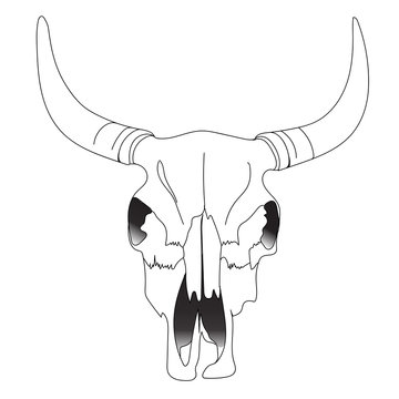 Bull, cow skull with horns on a white background. Vector.