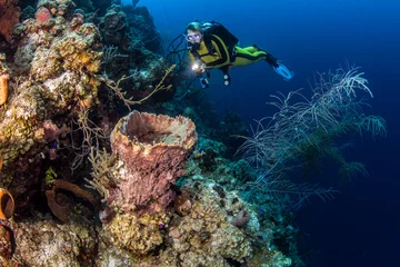 Peel and stick wall murals Diving Belize Scuba Diving