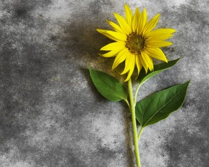 Condolence card - sunflower in blossom