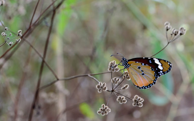 Orange and black III