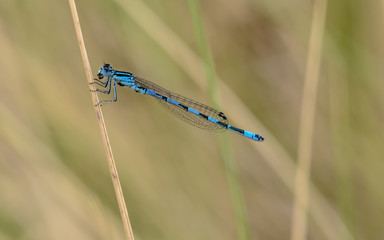 Damselfly dining at the branch II