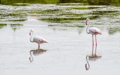 Two flamingos food