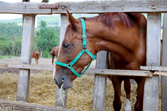 Hungarian gidran horse eating hay in the stable