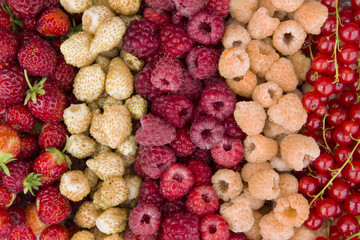 fresh garden berries, red and yellow raspberries, strawberries and currants