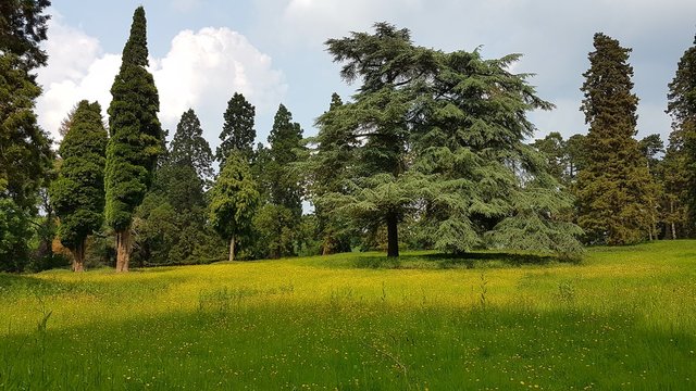 Buttercups In Coombe Abbey