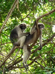 Family of monkeys resting on vines and one monkey looking for at other fleas on a background of leaves