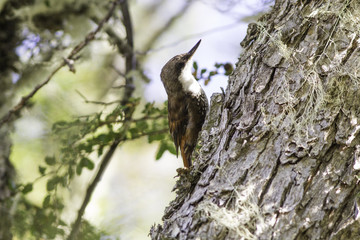 pájaros aves