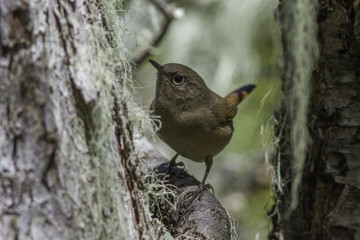 pájaros aves