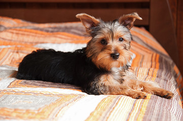 yorkshire terrier puppy in home interior - obrazy, fototapety, plakaty