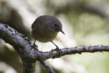 pájaros aves