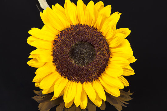 blooming sunflower on black  background, close up