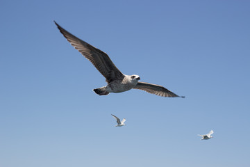 Fototapeta na wymiar Seagulls fly against the sky