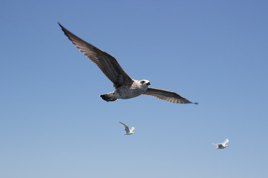 Seagulls fly against the sky