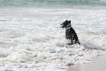 Happy dog on a beach