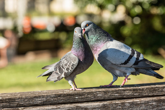 Pigeons are making love