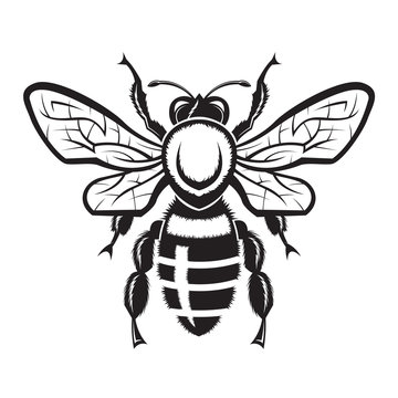 monochrome illustration with bee
