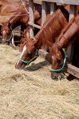 Obraz premium Young mares and foals eating hay vertical shot