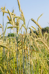 ripening wheat field