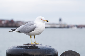 Obraz premium Seagull standing on a bollard and looking at the camera on a cold cloudy day in winter. Harborwalk, Boston, MA, USA