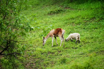Obraz na płótnie Canvas Deer graze next to sheep